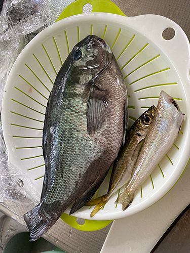 メジナの釣果