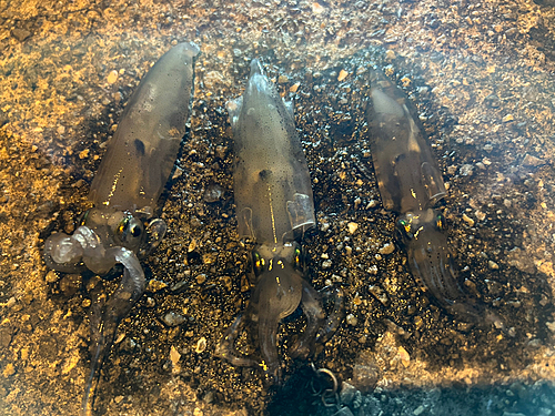 ベイカの釣果