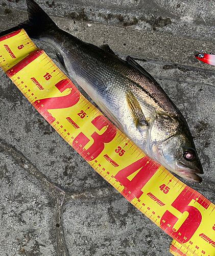 シーバスの釣果