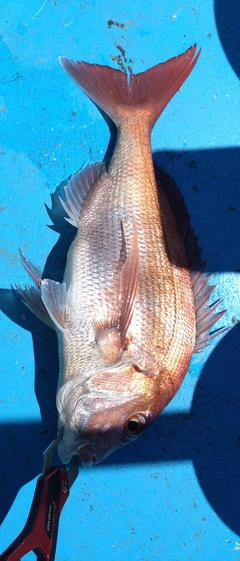 マダイの釣果