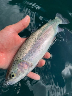 ニジマスの釣果