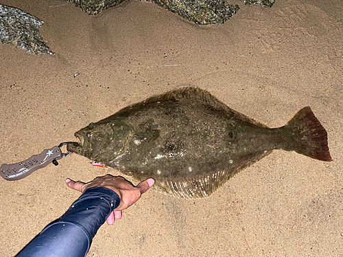 ヒラメの釣果