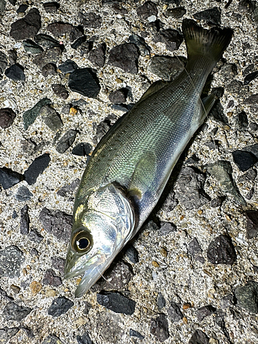 セイゴ（マルスズキ）の釣果