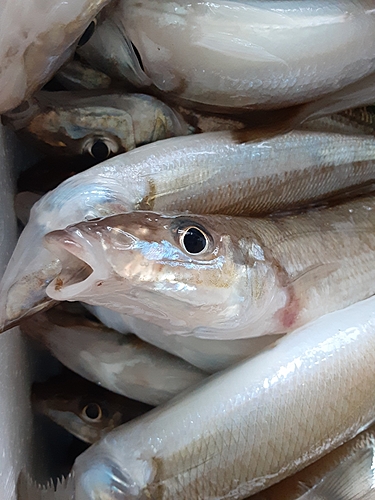 シロギスの釣果