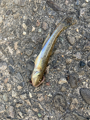 ハゼの釣果