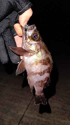 メバルの釣果