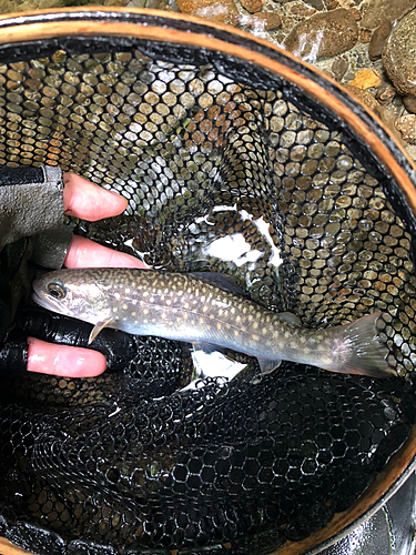 イワナの釣果