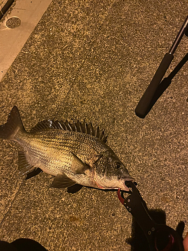 チヌの釣果