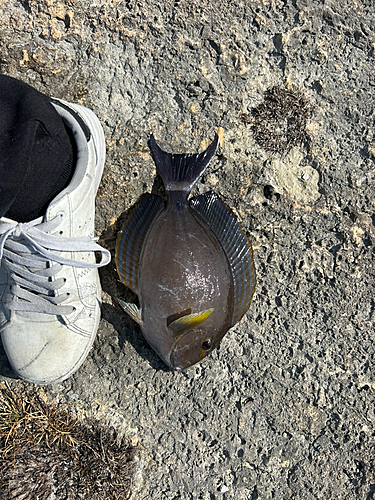 ニセカンランハギの釣果