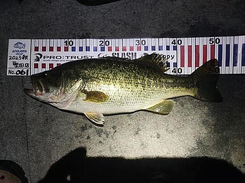 ブラックバスの釣果