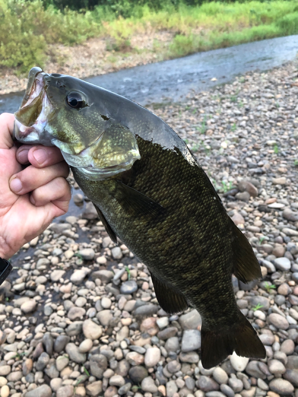 スモールマウスバス