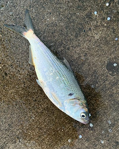 コノシロの釣果