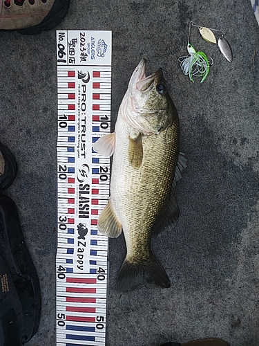 ブラックバスの釣果