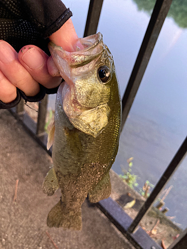 ラージマウスバスの釣果