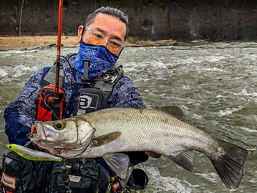 ヒラスズキの釣果