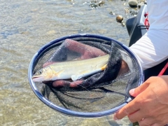 アユの釣果