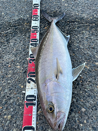 カンパチの釣果