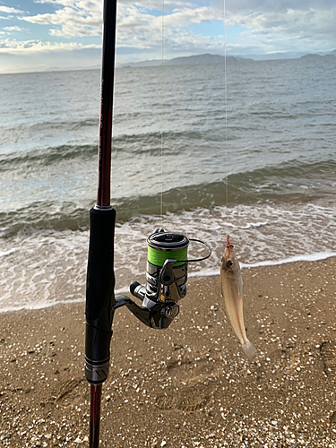 キスの釣果