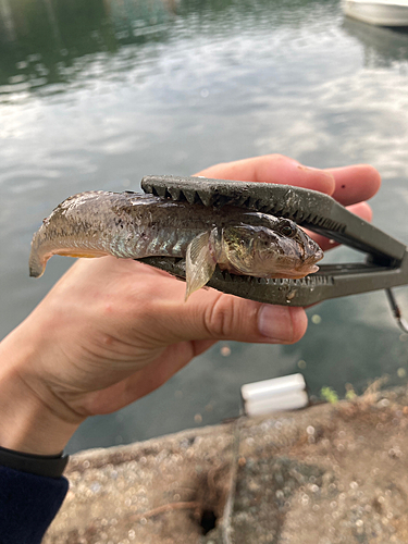 ハゼの釣果