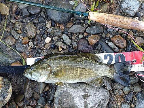 スモールマウスバスの釣果