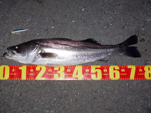 シーバスの釣果