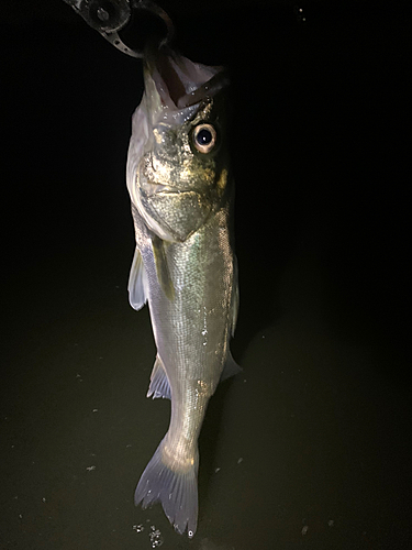 フッコ（マルスズキ）の釣果