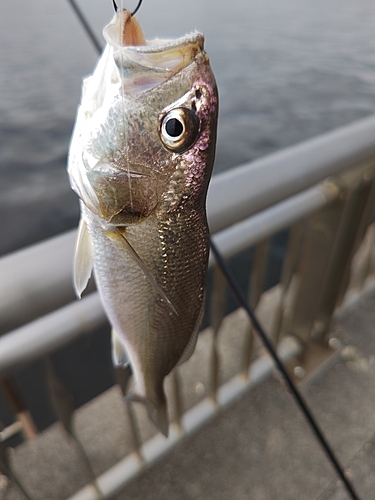 イシモチの釣果