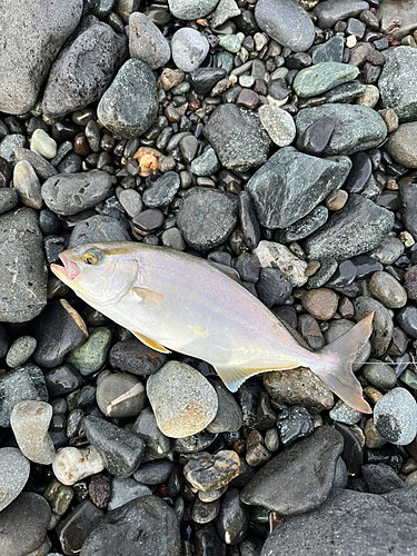 ショゴの釣果