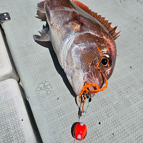 タイの釣果