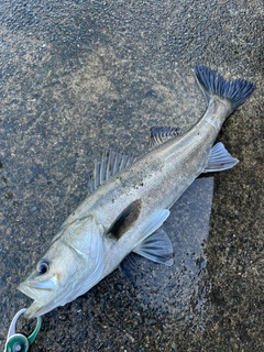 スズキの釣果