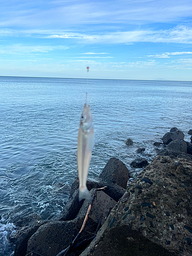 キスの釣果