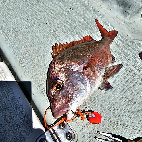 タイの釣果