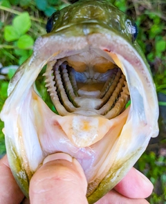 ラージマウスバスの釣果