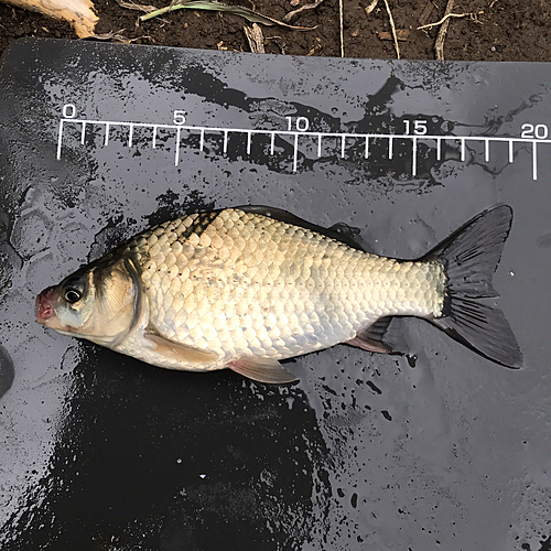 ヘラブナの釣果