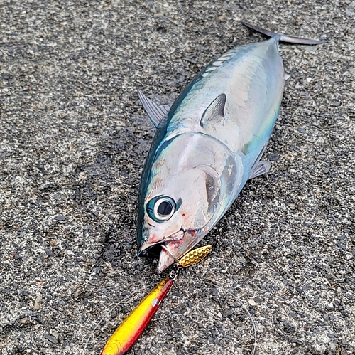 マルソウダの釣果