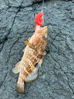 キジハタの釣果