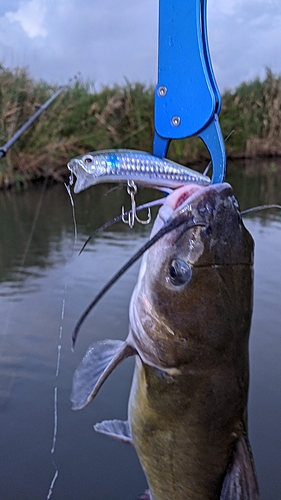 アメリカナマズの釣果