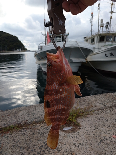 キジハタの釣果