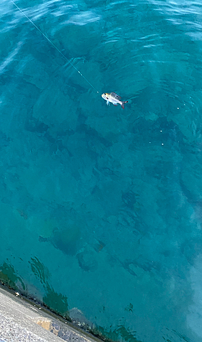 ヨコシマクロダイの釣果