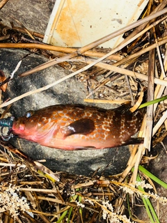 キジハタの釣果