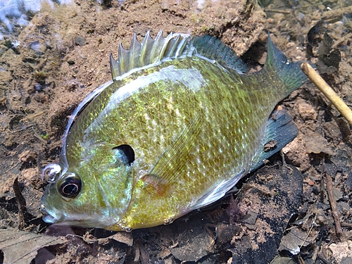 ブルーギルの釣果