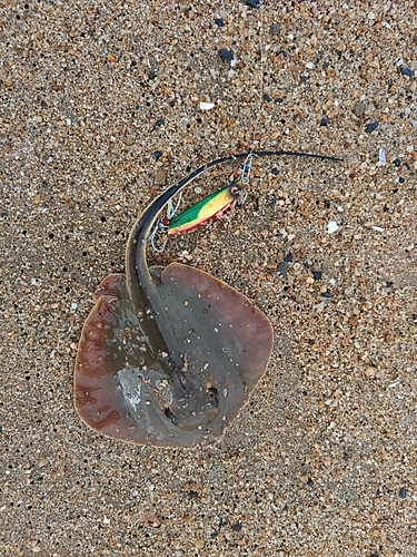 アカエイの釣果