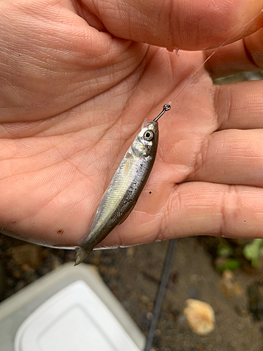 アブラハヤの釣果