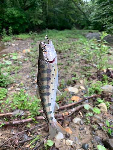 ヤマメの釣果