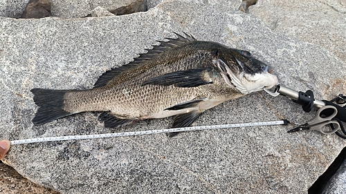 チヌの釣果