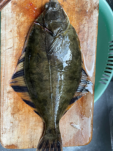 カレイの釣果