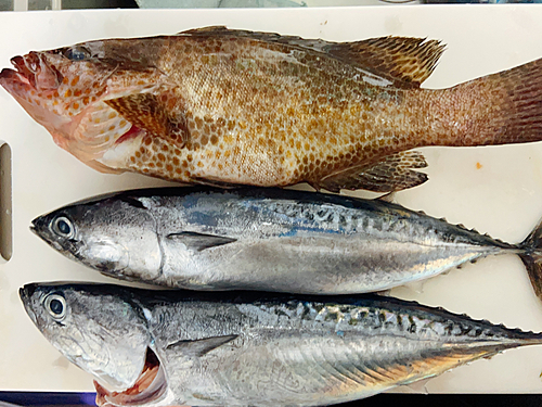 オオモンハタの釣果