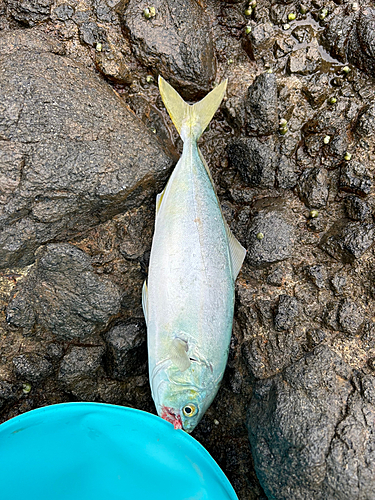 ツバスの釣果