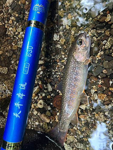 イワナの釣果