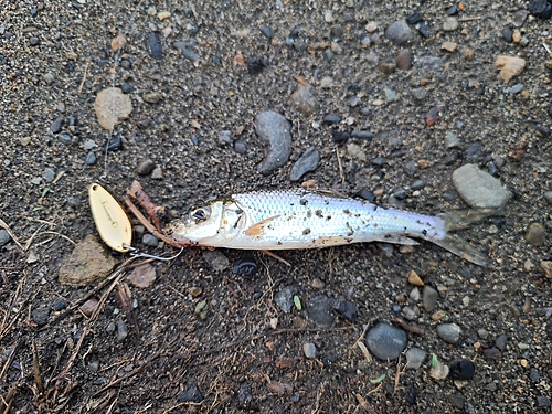 オイカワの釣果